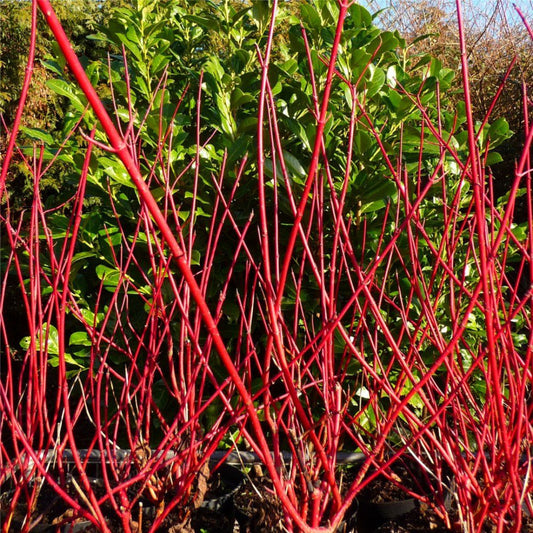 Outdoor garden featuring Red Twig Dogwood in transition