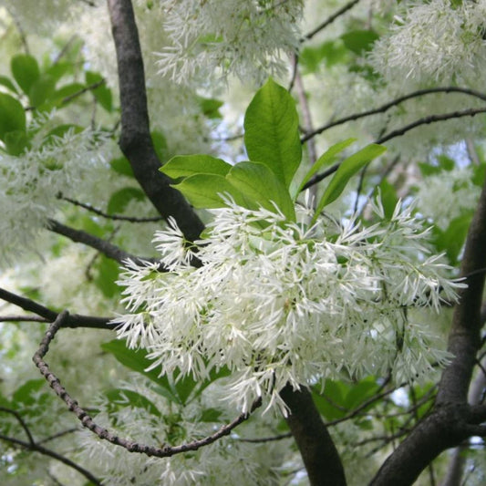 White Fringe Tree – Grancy Graybeard | Live Native Tree | Zones 3–9 live plant for landscaping and home gardens