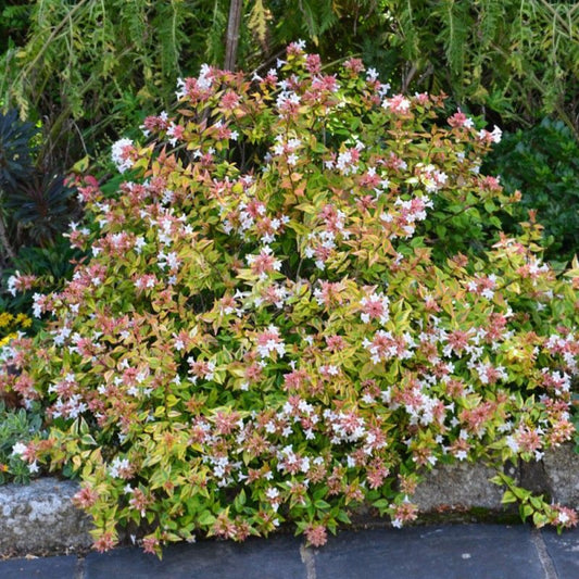 Abelia Suntastic ‘Radiance’ – evergreen shrub