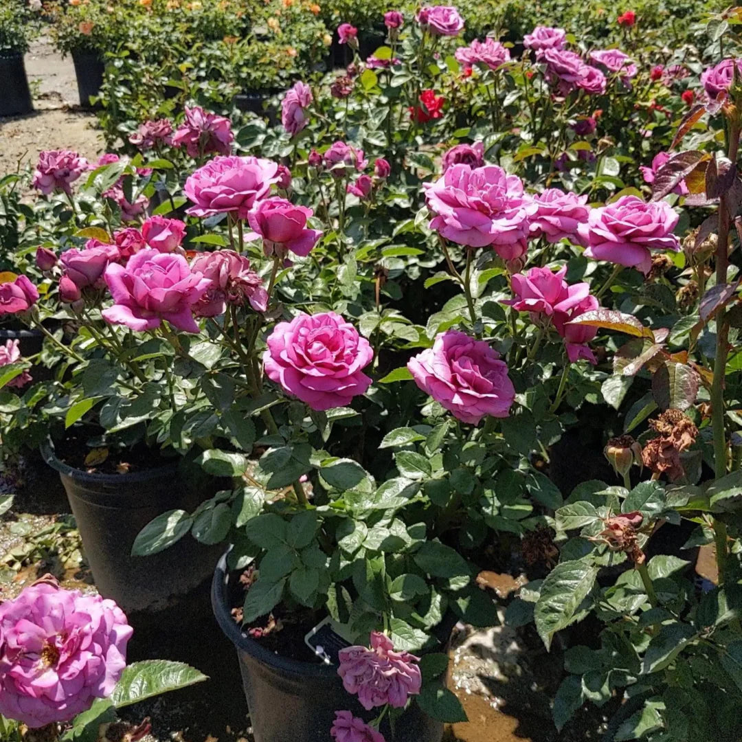 Rose bush with deep purple flowers landscape