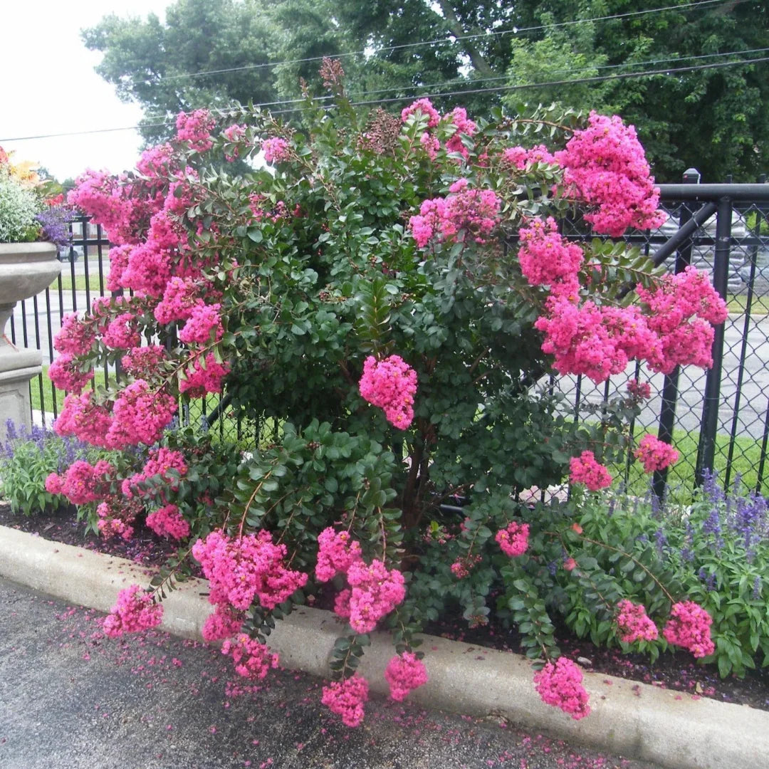 Crape Myrtle Plum Magic