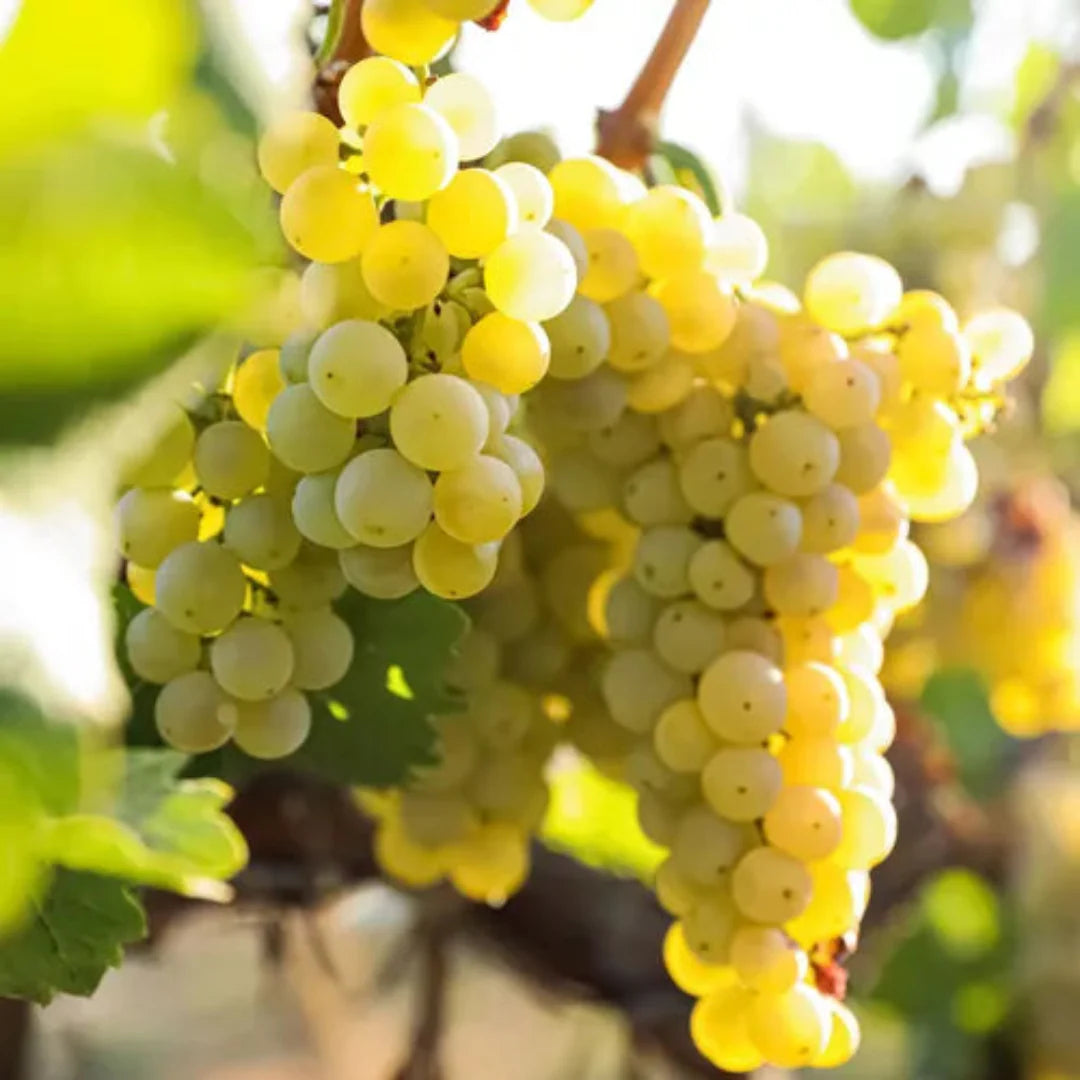 Cold hardy Edelweiss grape vine plant