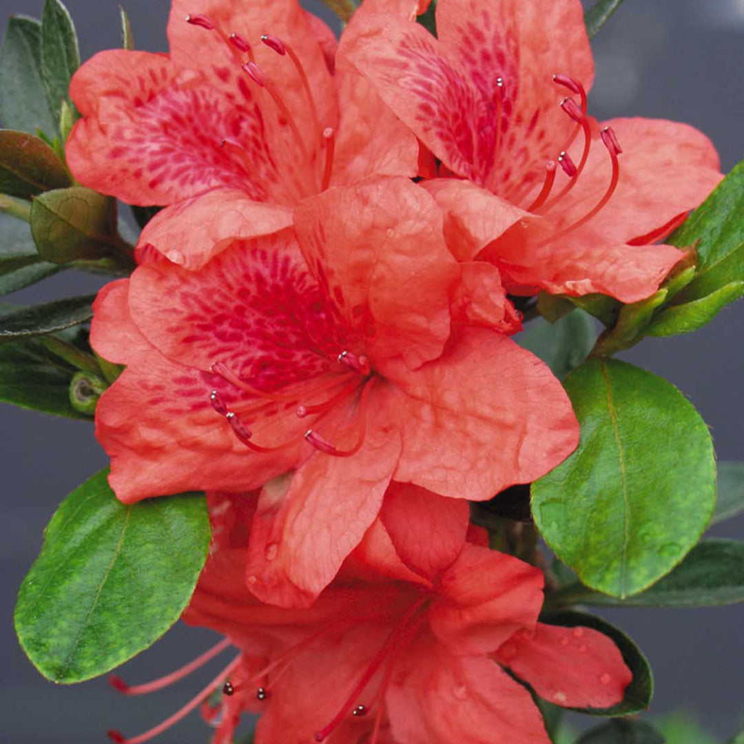 Fashion Azalea
