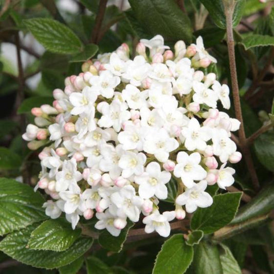 Mohawk Viburnum Shrub Blooming with Deep Green Leaves and White Flowers