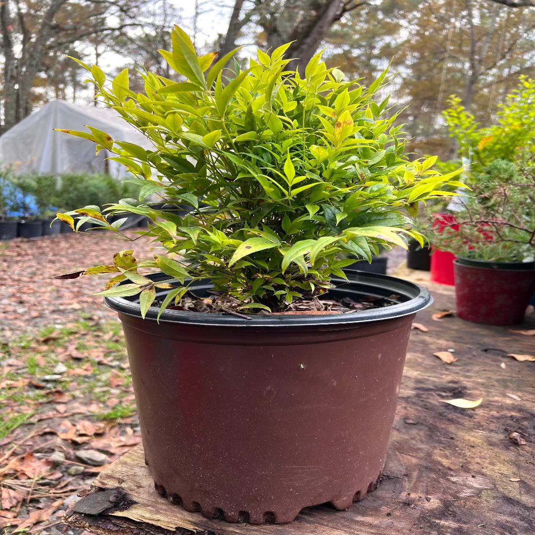 Lemon-Lime Nandina – Compact Lime-Green Heavenly Bamboo (Nandina domestica 'Lemon-Lime')