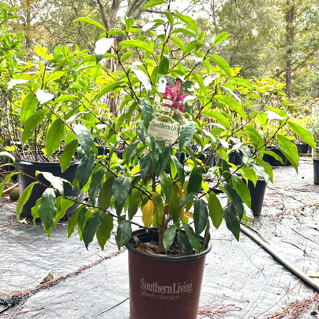 Close-up view of Stellar Ruby Magnolia blossoms with vibrant ruby-colored petals