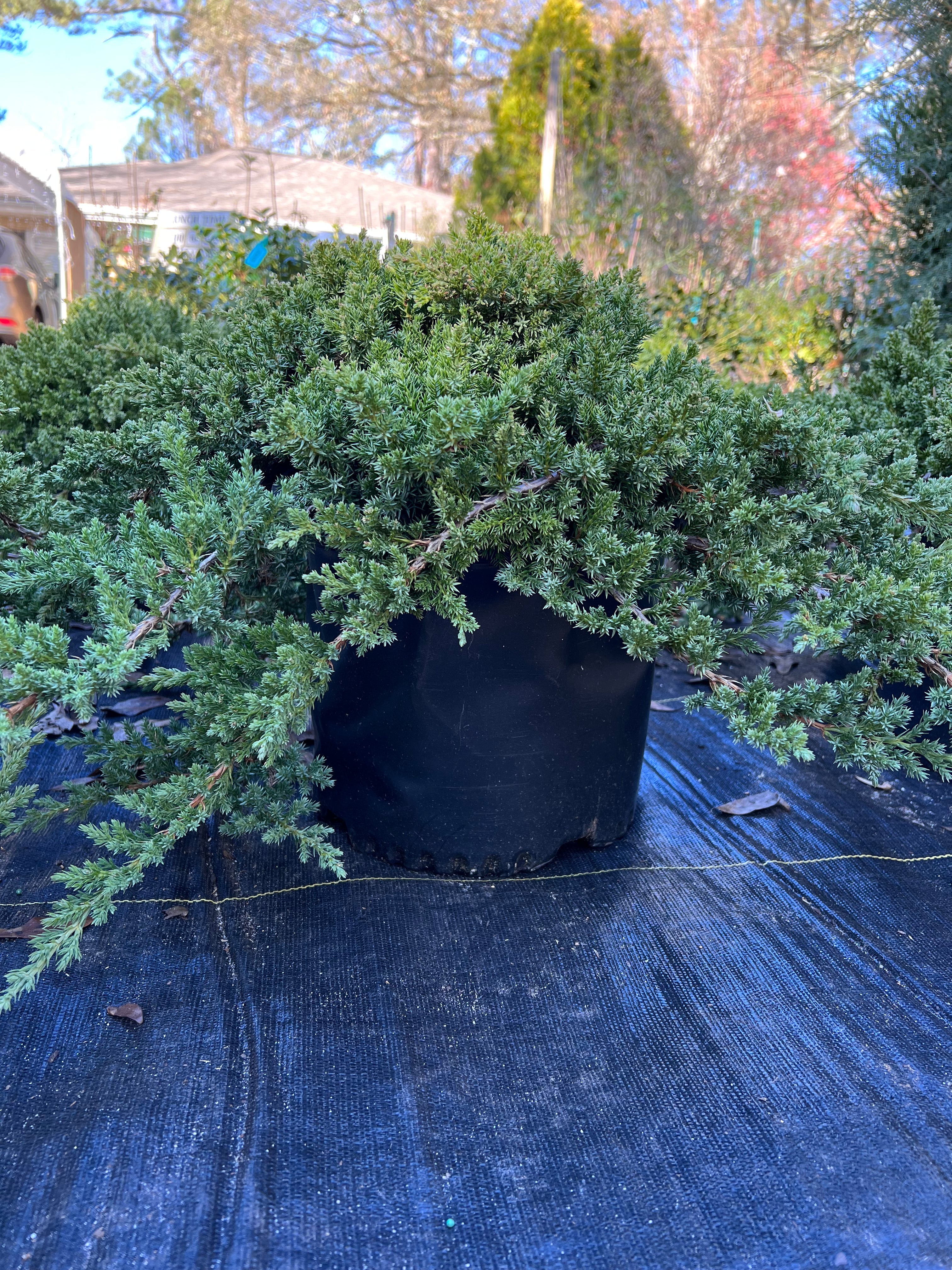 Dwarf Japanese Garden Juniper plant with dense green foliage in outdoor pot