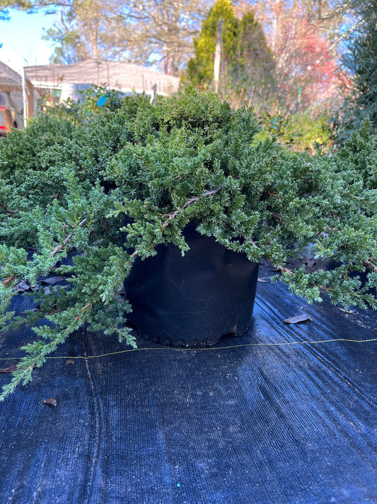 Dwarf Japanese Garden Juniper plant with dense green foliage in outdoor pot