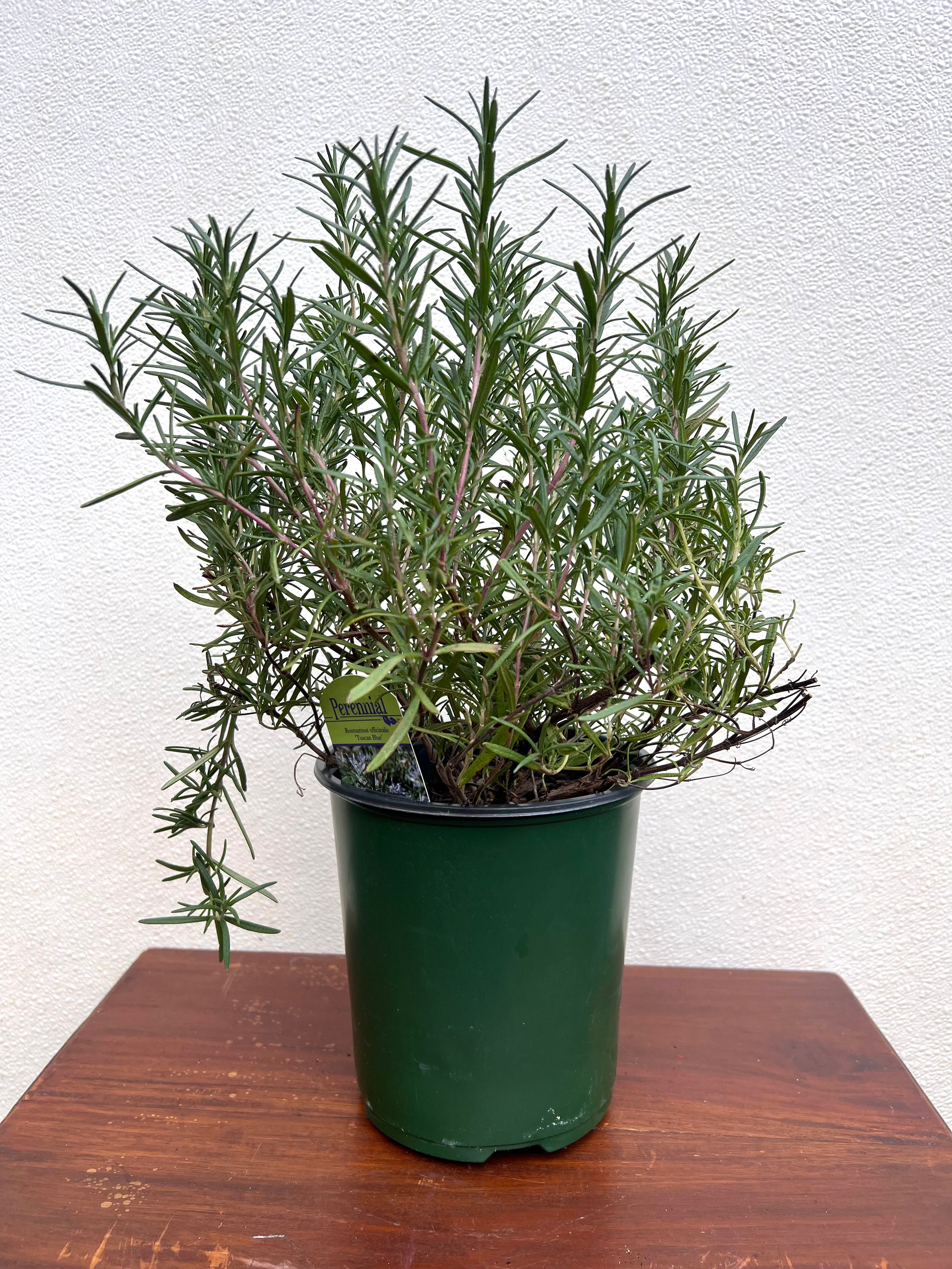 Athens Blue Rosemary evergreen plant green foliage