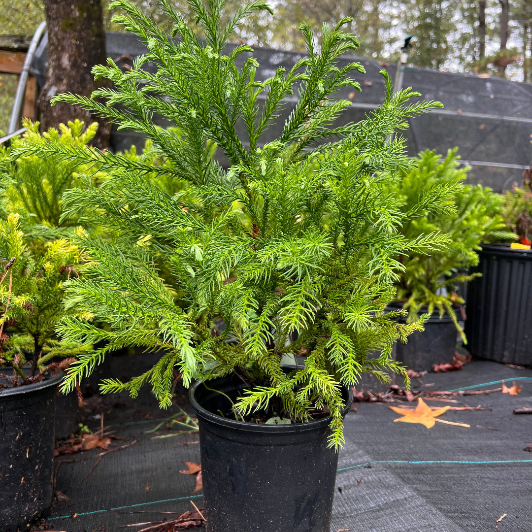Cryptomeria japonica Globosa Nana close-up needles