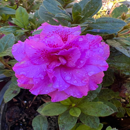 Majesty Encore Azalea shrub covered in bright pink blooms in a garden setting