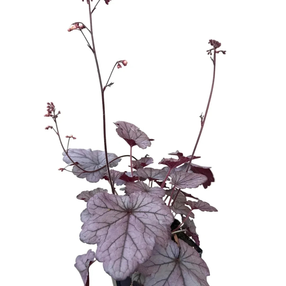 Heuchera 'Indian Summer Huckleberry'