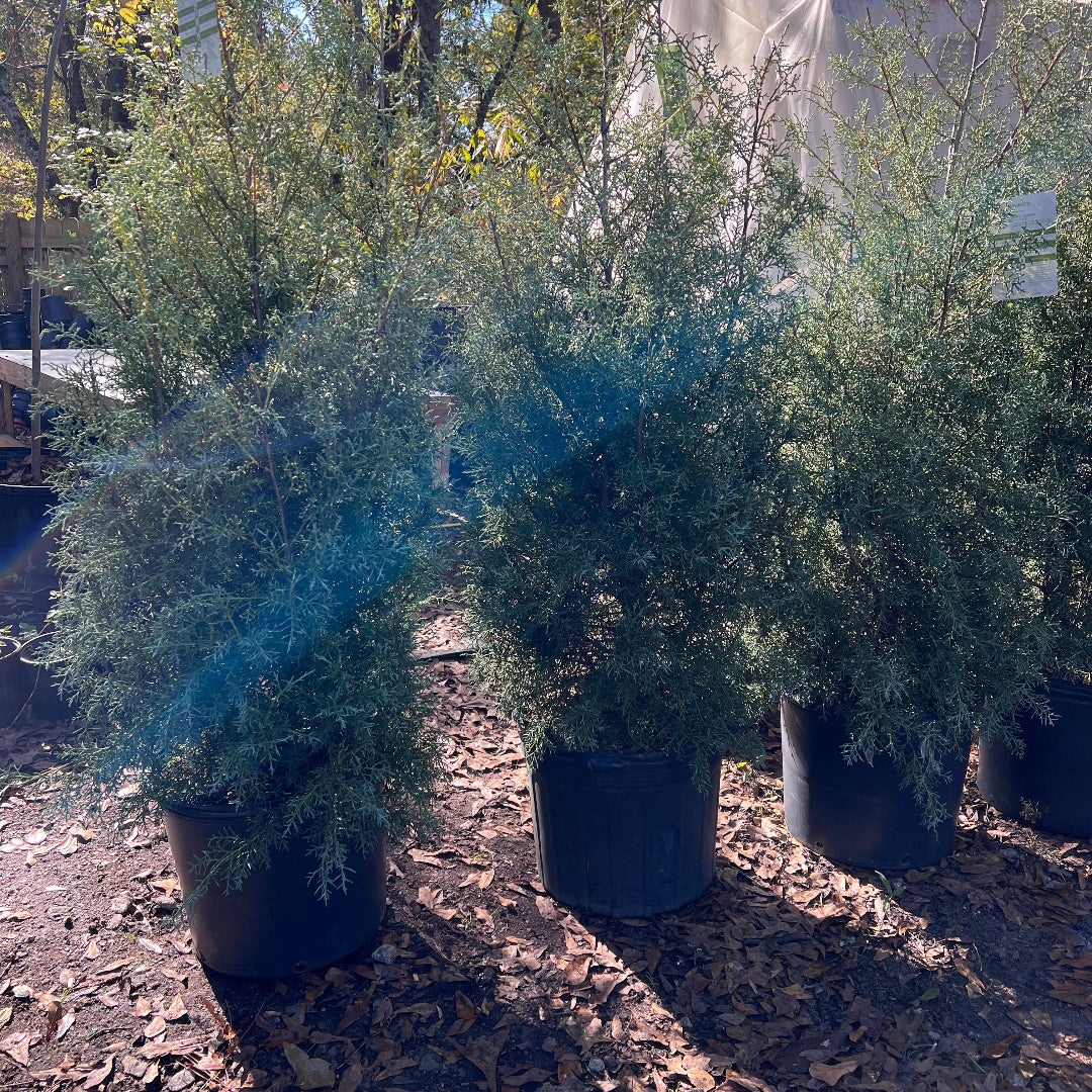 Carolina Sapphire shrub used as privacy screen hedge in outdoor landscape