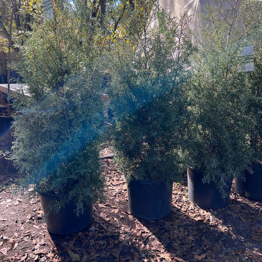 Carolina Sapphire shrub used as privacy screen hedge in outdoor landscape