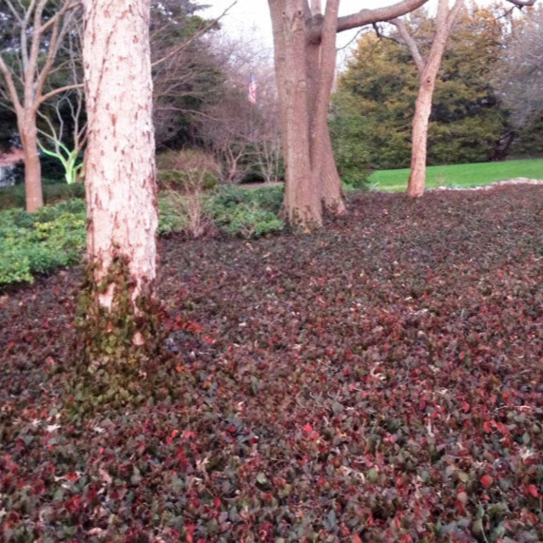 Wintercreeper Euonymus Coloratus bed in winter