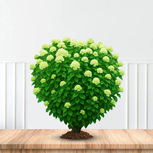 Little Lime® Hydrangea Shrub -  Panicle Hydrangea