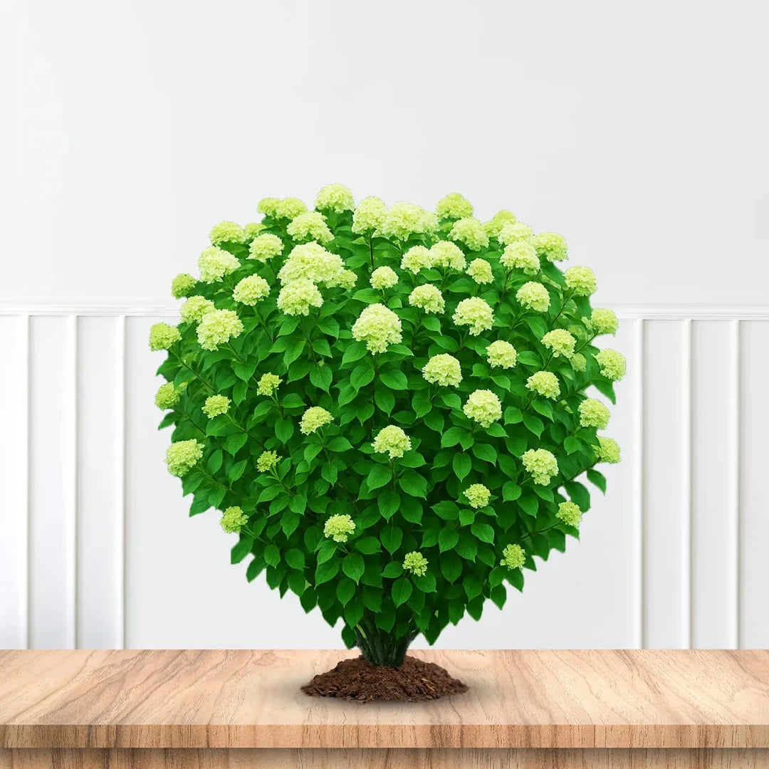 Little Lime® Hydrangea Shrub -  Panicle Hydrangea