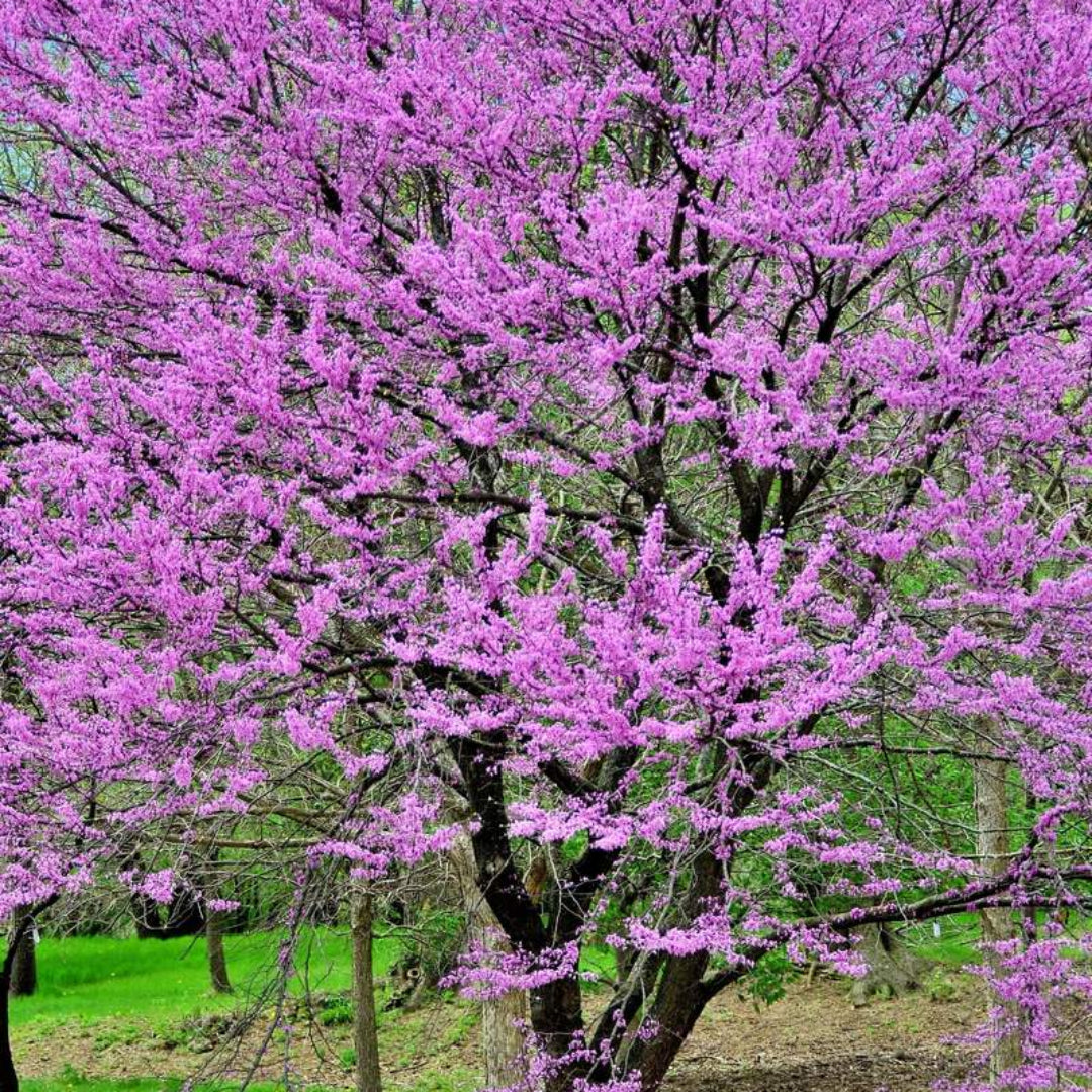 Healthy Redbud tree plant displayed in nursery pot ready for home planting