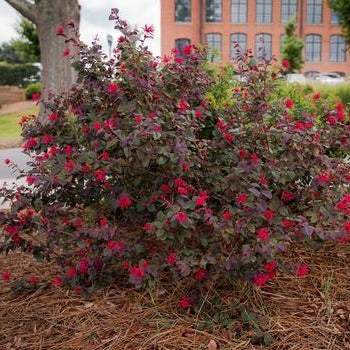 Loropetalum Ever Red