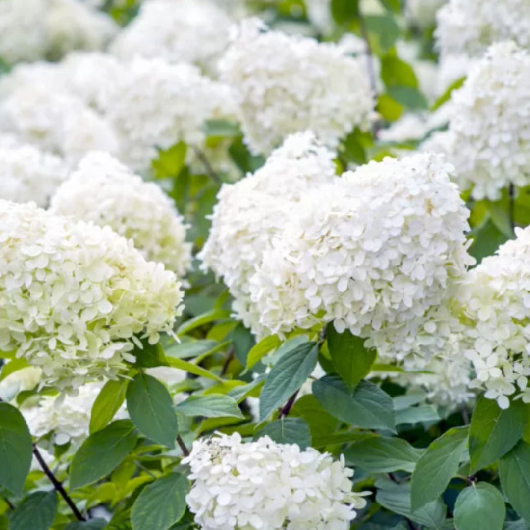 Pee Gee Hydrangea – PG Hydrangea | Large White Panicle Blooms | Zones 3–8 live plant for landscaping and home gardens