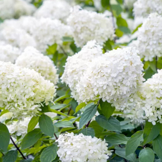 Pee Gee Hydrangea – PG Hydrangea | Large White Panicle Blooms | Zones 3–8 live plant for landscaping and home gardens
