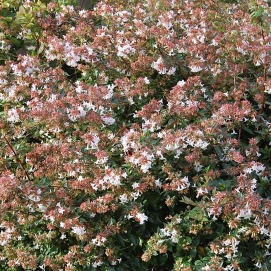 Abelia Rose Creek shrub showing compact growth and glossy green foliage.