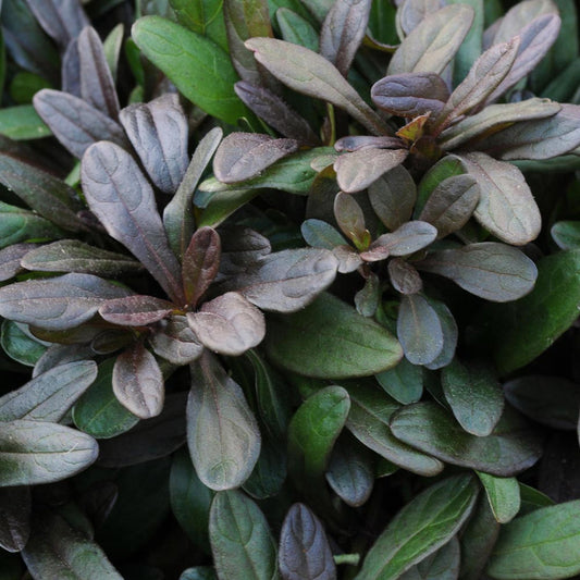 Chocolate Chip Ajuga for shady landscapes