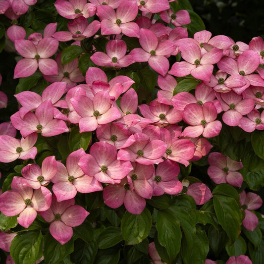 Pink Kousa Dogwood tree with layered branches