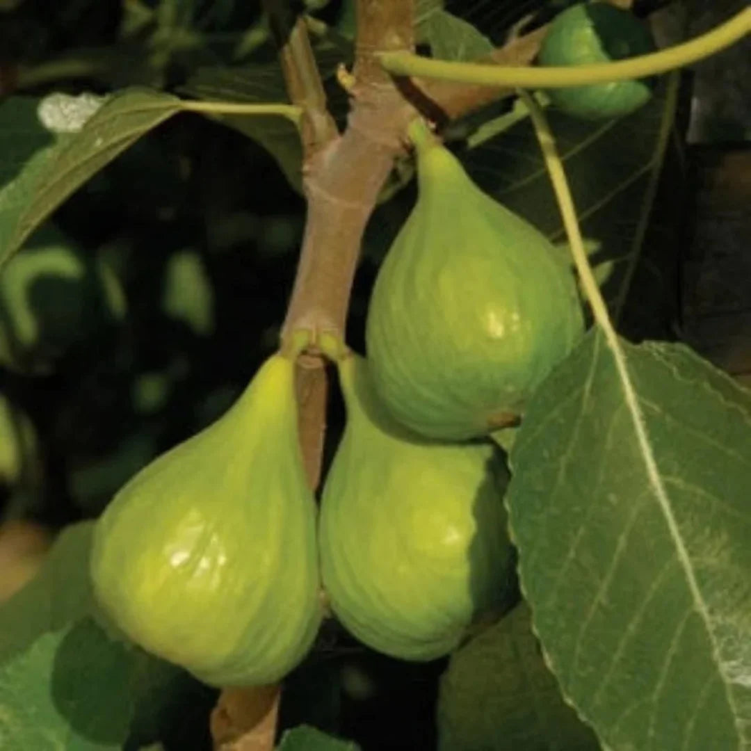Italian Honey Fig Tree producing light green figs