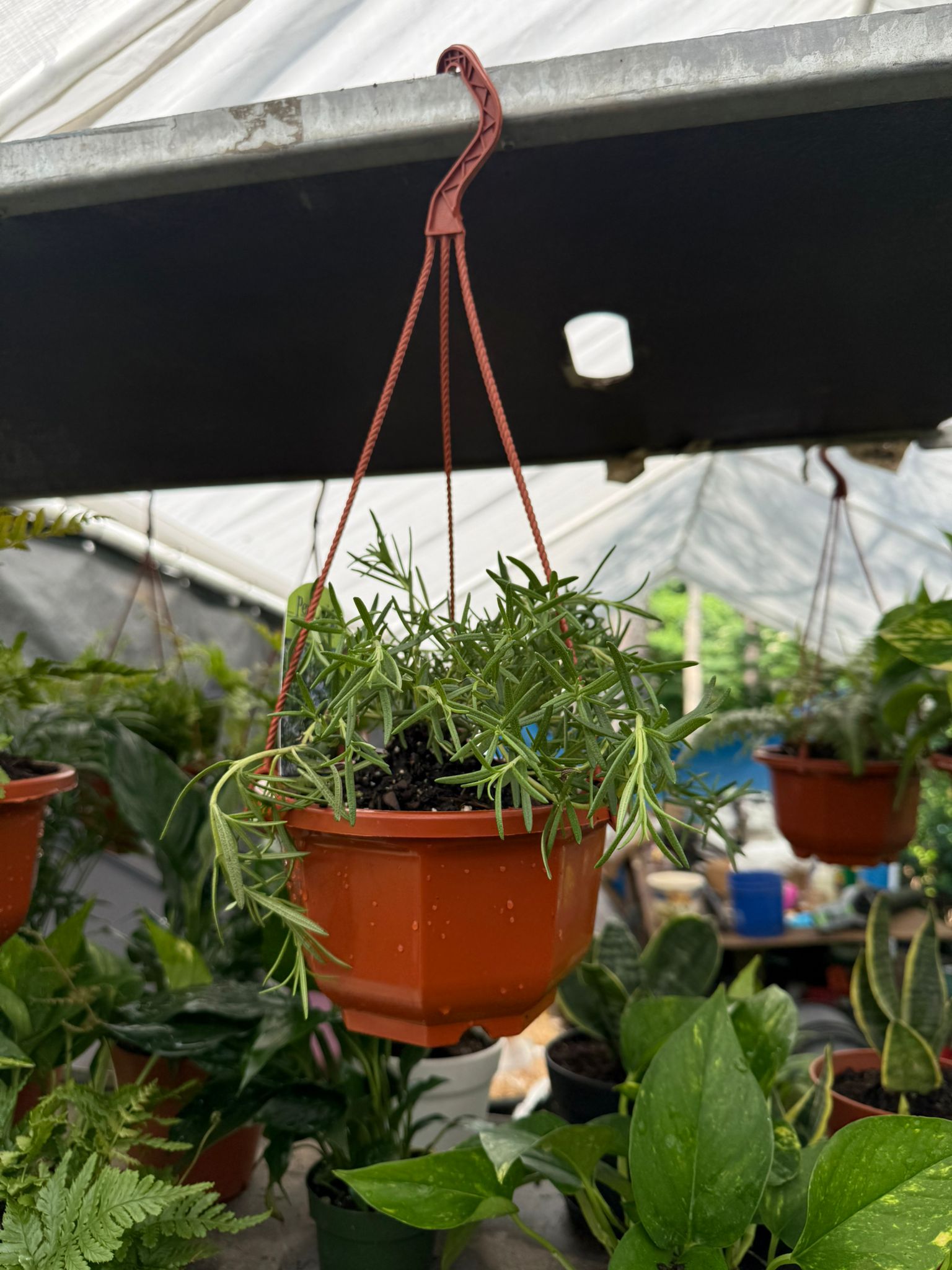 rosemary hanging plant Trailing Rosemary Hanging Basket for Sale – Herb