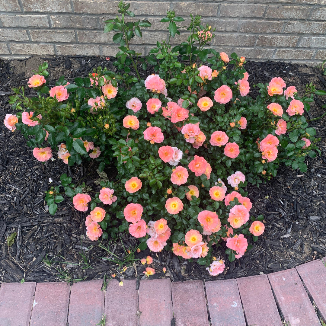 Ground hugging Peach Drift Rose brightening sunny garden bed