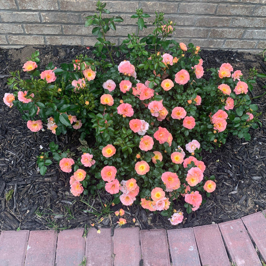 Ground hugging Peach Drift Rose brightening sunny garden bed