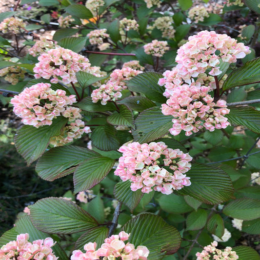 Kern's Pink Snowball Viburnum – Pink & White Snowball Blooms | Zones 5–9 live plant for landscaping and home gardens