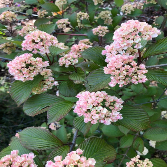  Kern's Pink Snowball Viburnum Shrub Showing Pale Pink Blossoms and Rounded Growth