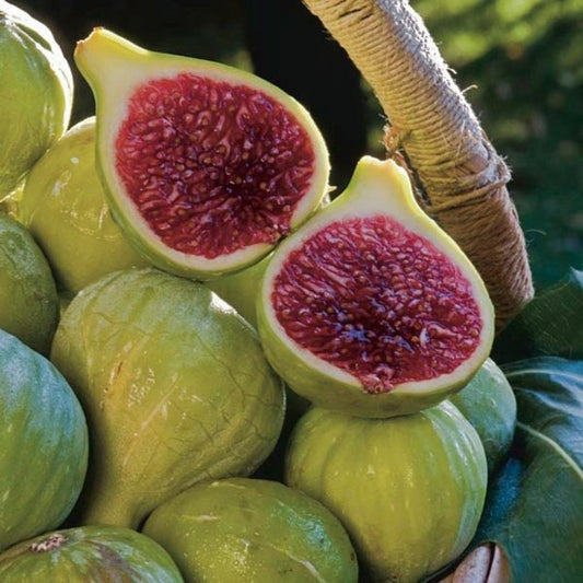 Ischia Fig Tree – fruit tree