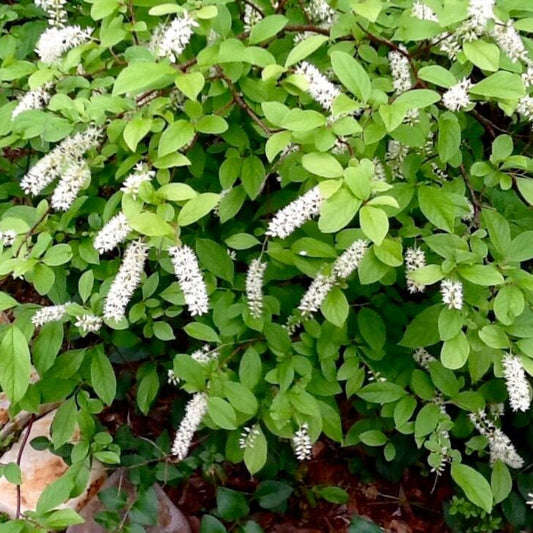 Henry's Garnet Sweetspire
