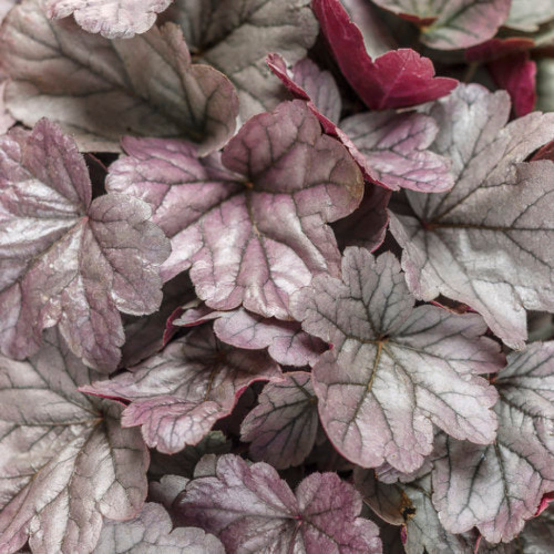 Silver Gumdrop Ppaf Coral Bells Proven Winners