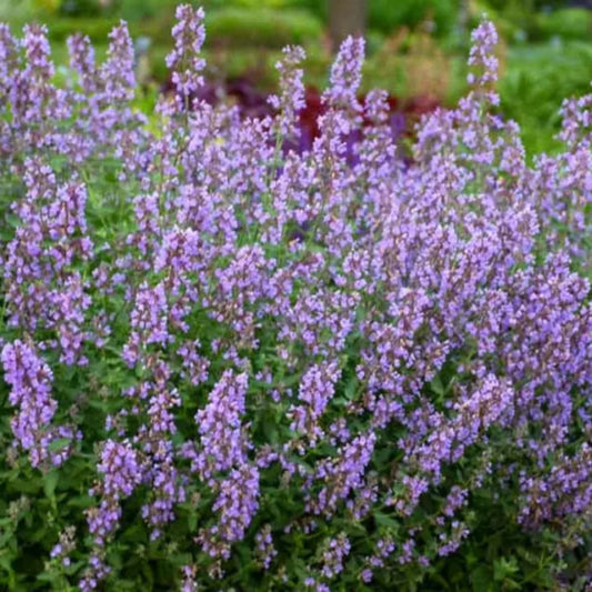 Nepeta Faassenii 'Cat'S Meow'