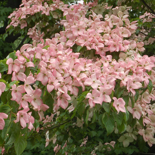 Pink Kousa Dogwood tree with soft pink blooms