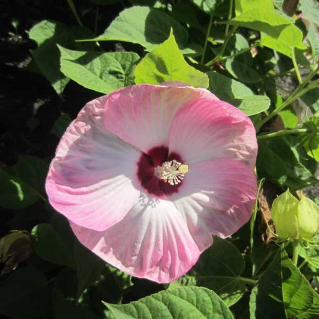 Hibiscus 'Luna Pink Swirl' – shrub
