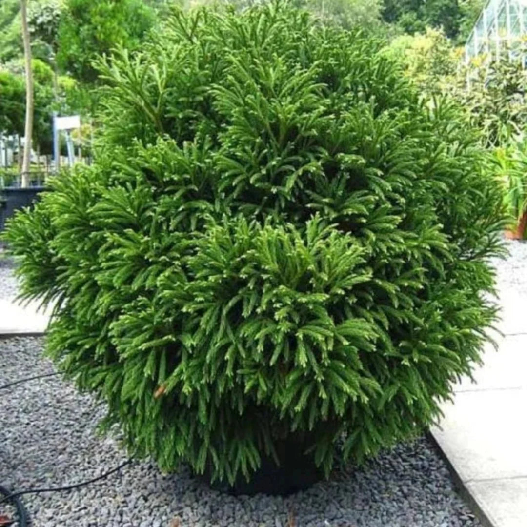 Cryptomeria Globosa Nana shrub in nursery pot