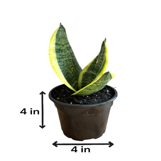 Tall Sansevieria plant for indoor use