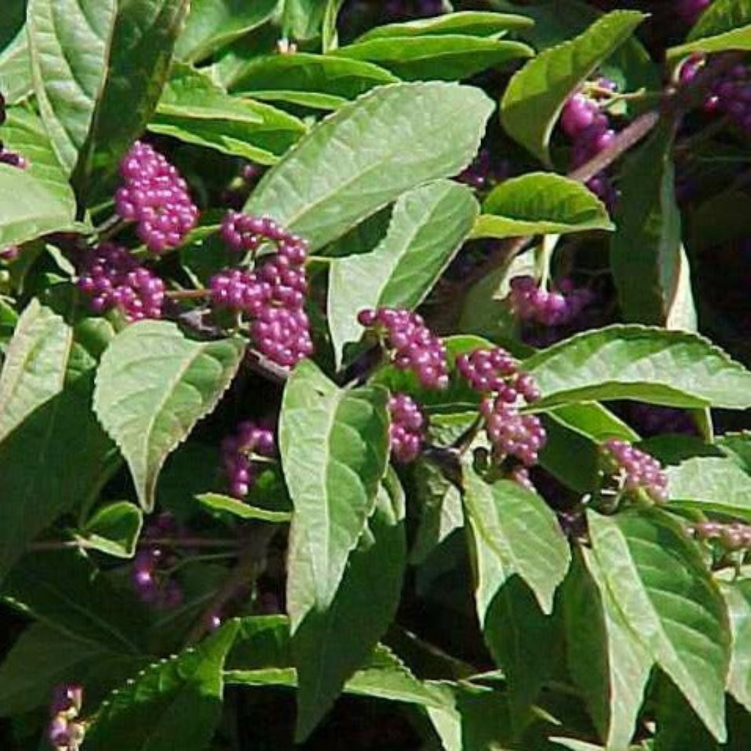 Issai Japanese Beautyberry shrub with purple berries