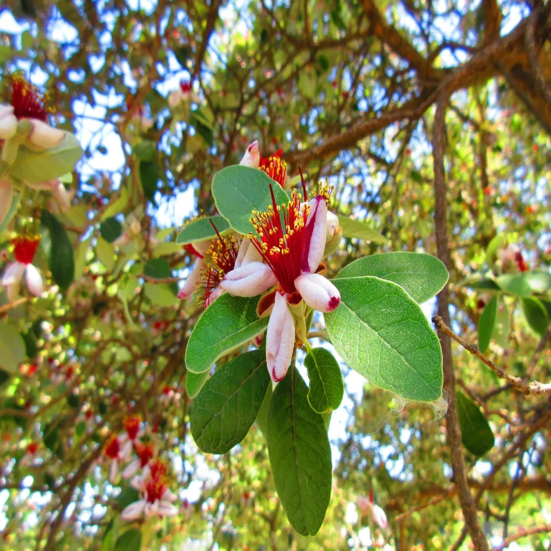 Pineapple Guava