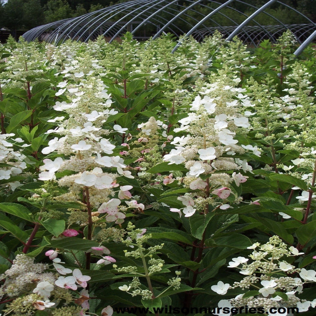 Tardiva Hydrangea in Full Bloom for Late Season Color
