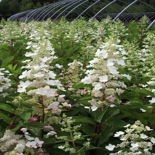 Tall Growing Tardiva Hydrangea Shrub with White Blooms