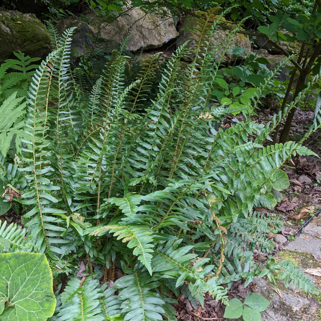 Christmas Fern Polystichum acrostichoides plant