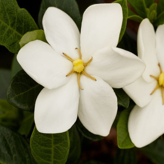 3-Gallon Gardenia Jasminoides Potted Plant