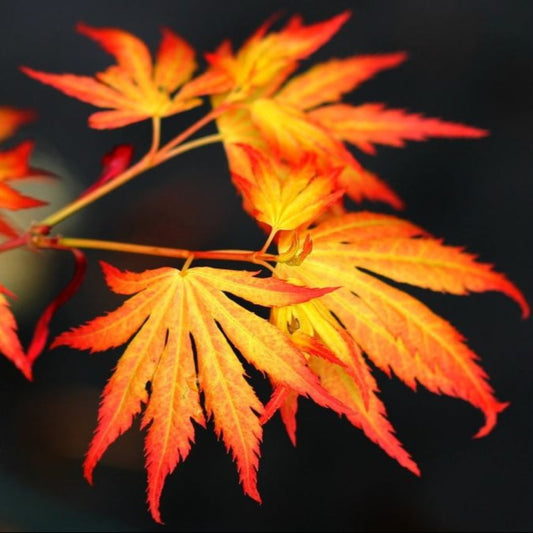 Orange Dream Japanese Maple – ornamental plant