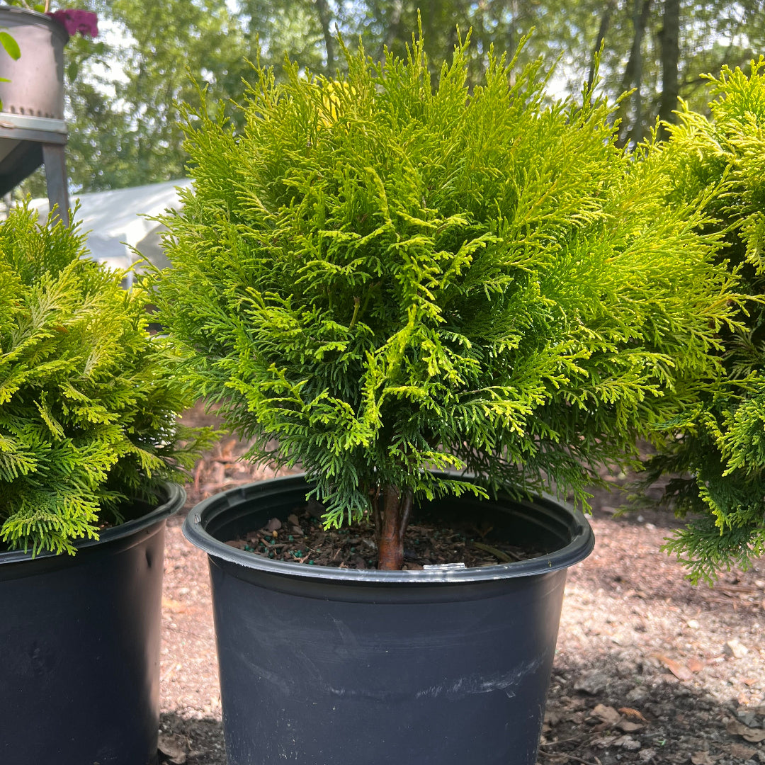 Cripps Hinoki Cypress showing golden-green tones in natural light
